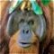 Borneo