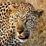 View leopard in the Yala National Park
