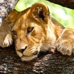 Lioness-in-Tanzania